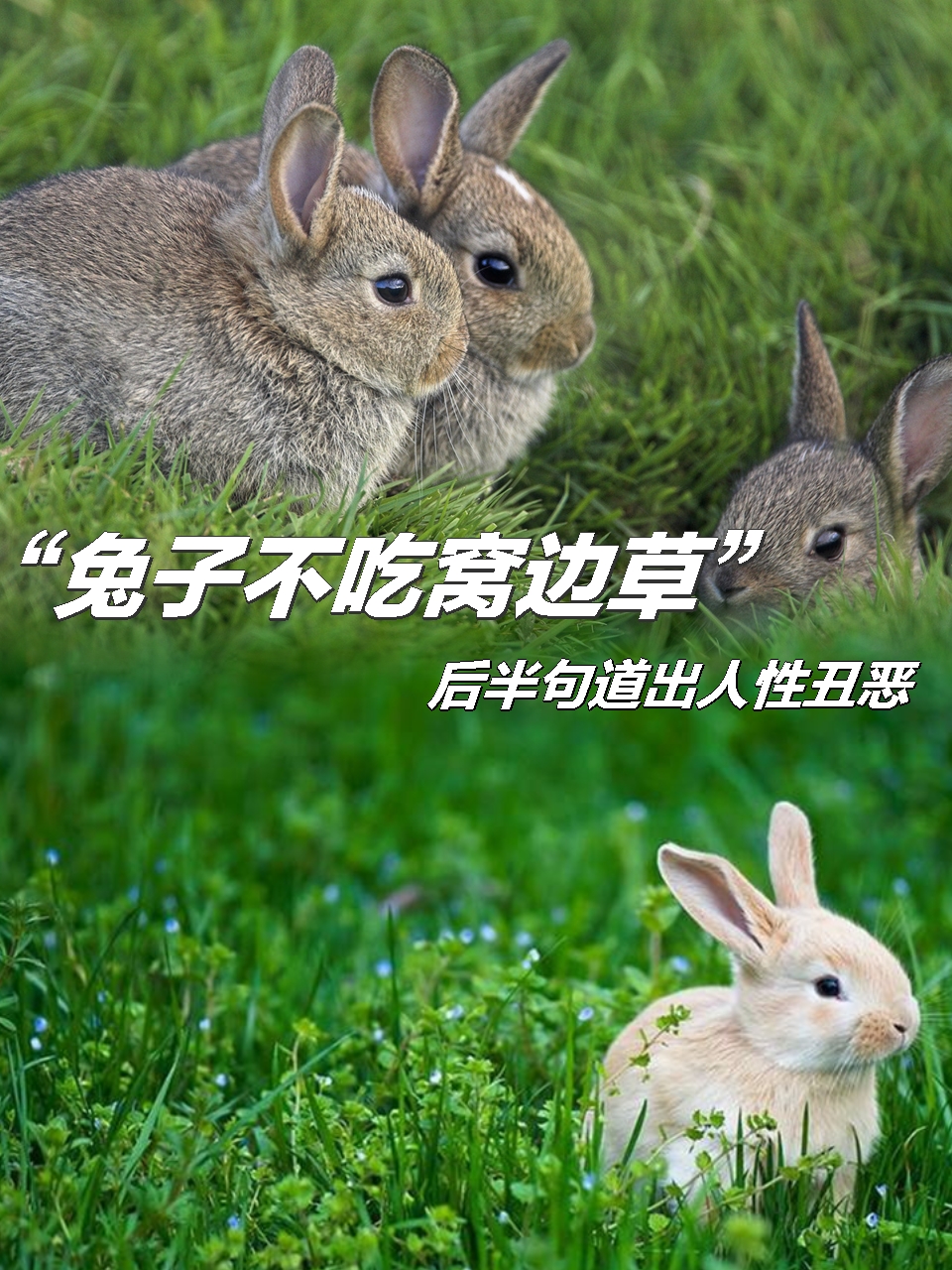 为什么兔子不吃窝边草